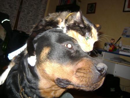 Chat-peau pour chien frileux dans la neige...