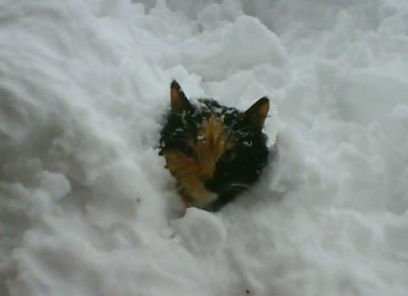 Le chat se neige...