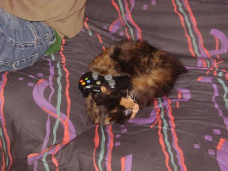 Un chat multifonction